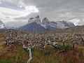 2014-0219-1050_Torres_de_Paine_Chile_17C